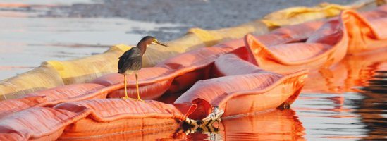 bird on top of buoys at an oil spill site